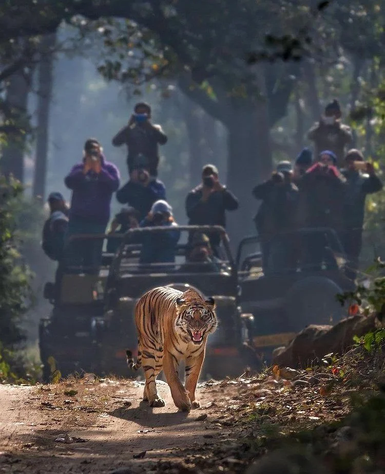 Wildlife Safari